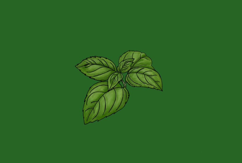 Beyond Pesto: Why Basil Is Suddenly Everywhere